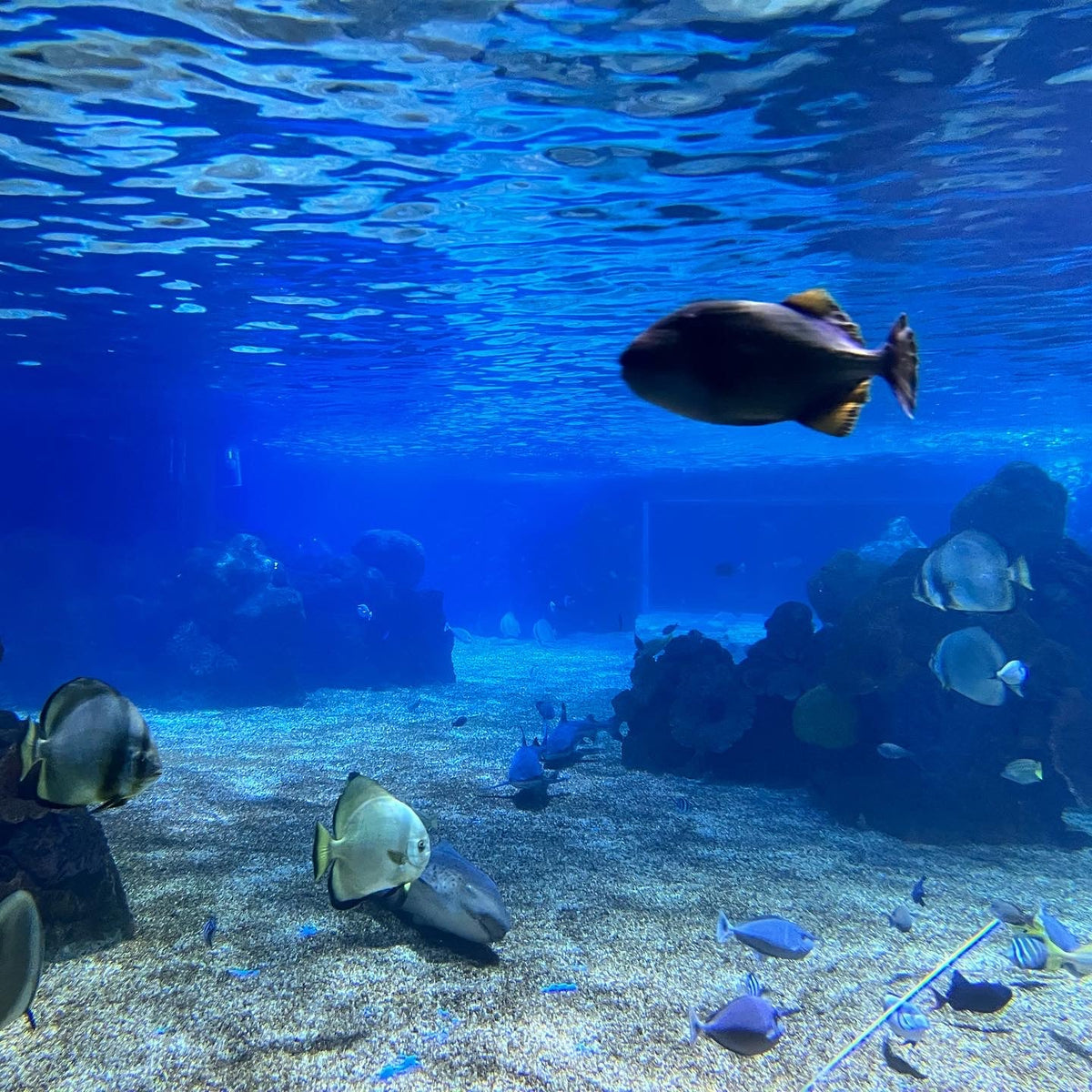 schwarzkopf Professional hair iron The Jerusalem Market