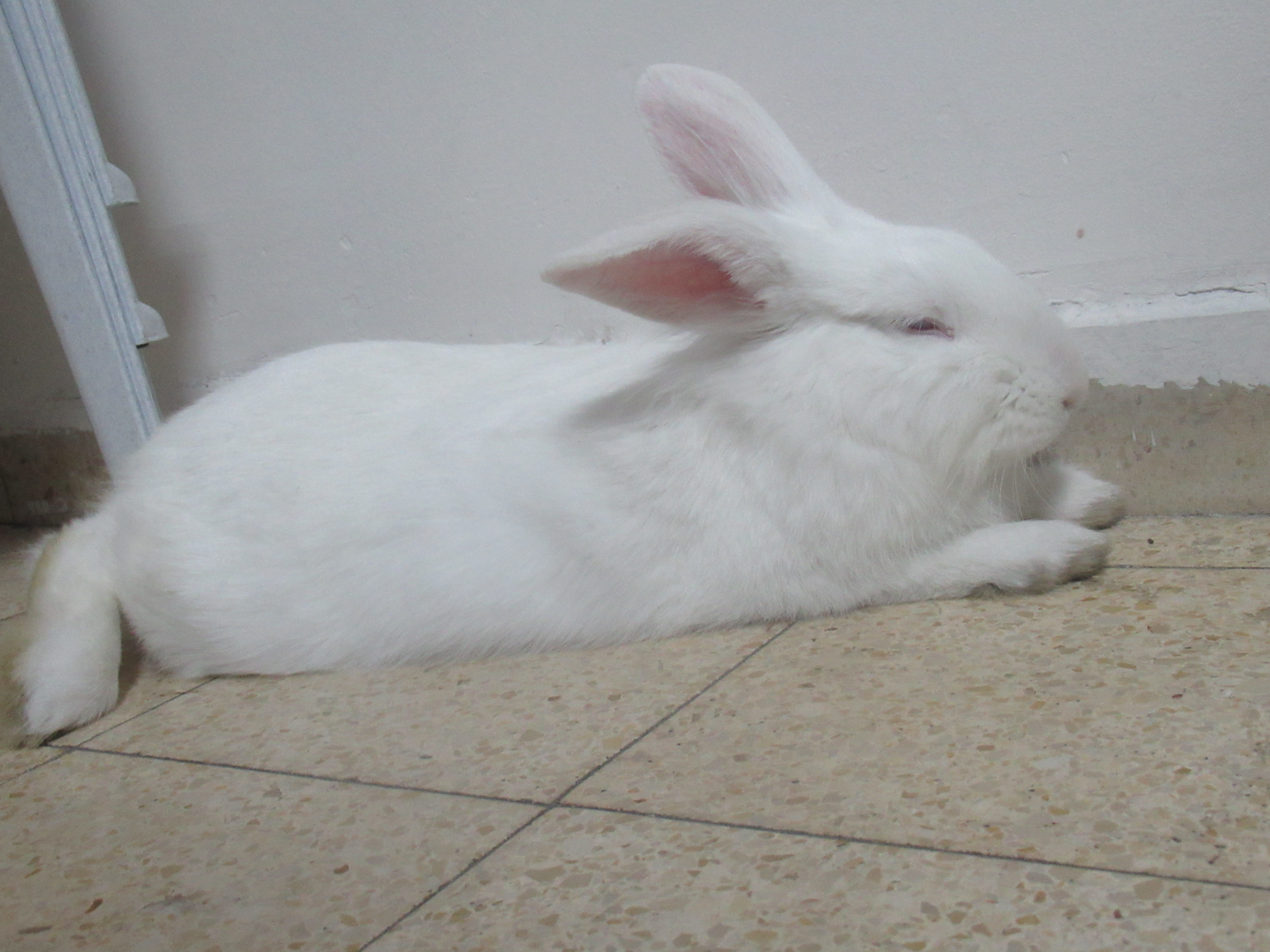 Cute Bunny